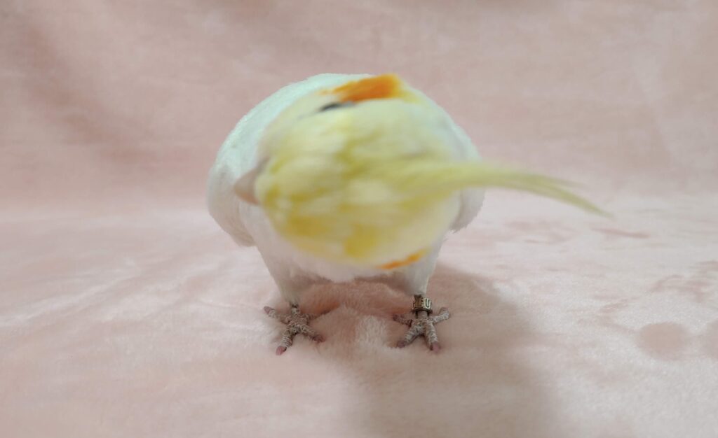 オカメインコのリアルな作品（冠羽）