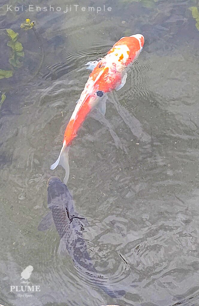 円照寺の鯉