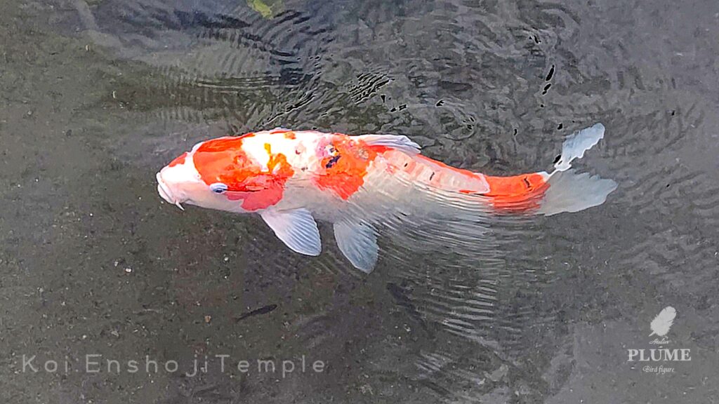 円照寺の鯉