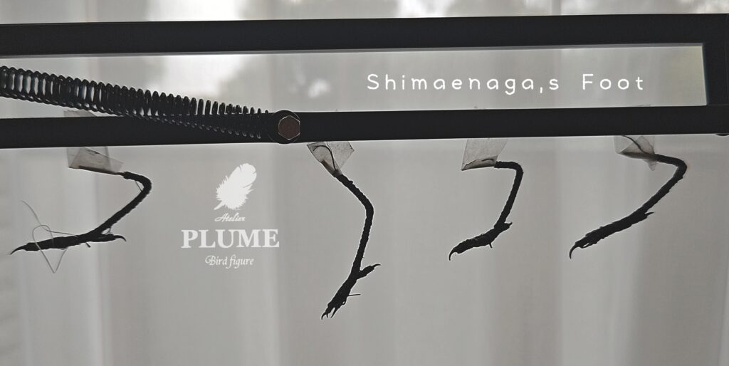 シマエナガの脚。