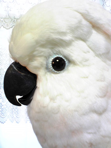 大バタンのリアルなモフもバードフィギュア作品