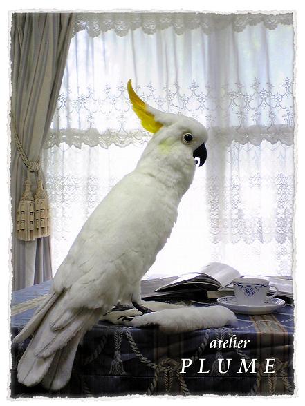 キバタンのリアルもふもふバードフィギュア　