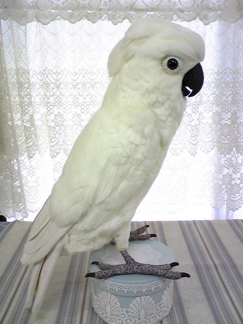 タイハクオウムの作品