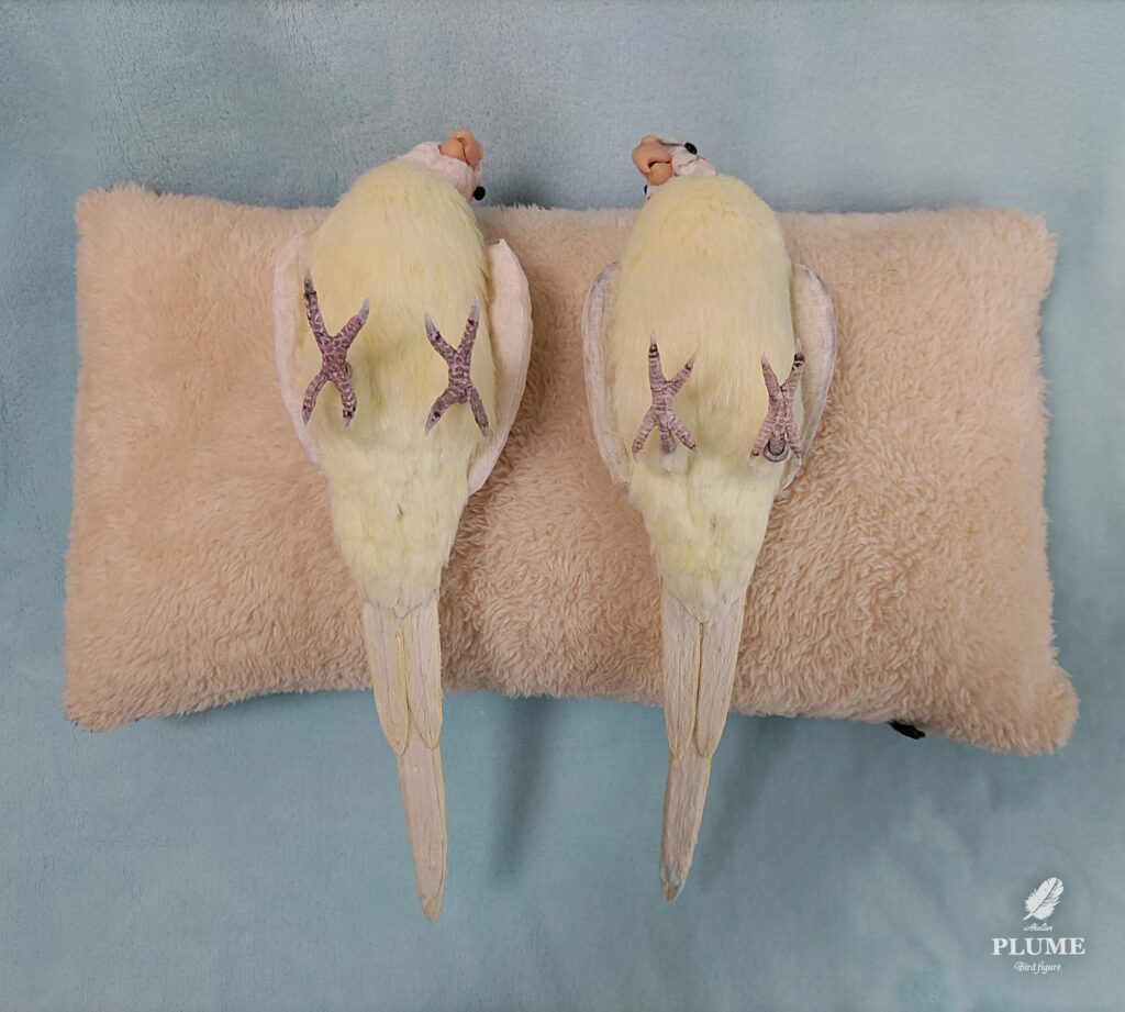 オカメインコの作品、お腹側